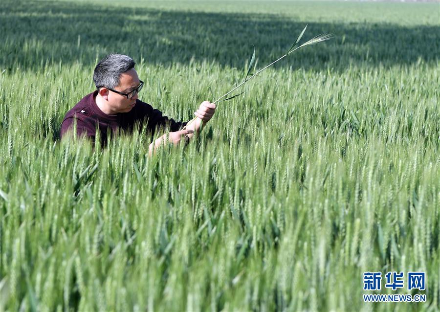 （在習近平新時代中國特色社會主義思想指引下——新時代新作為新篇章·習近平總書記關切事·圖文互動）（5）新農事、新希望——夏收前田間新動態(tài)掃描